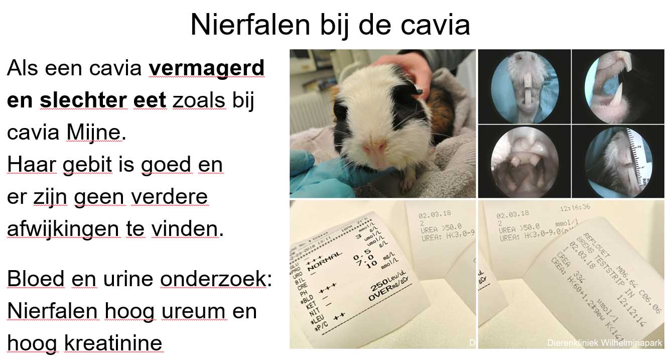 Cavia mijne heeft nierfalen.